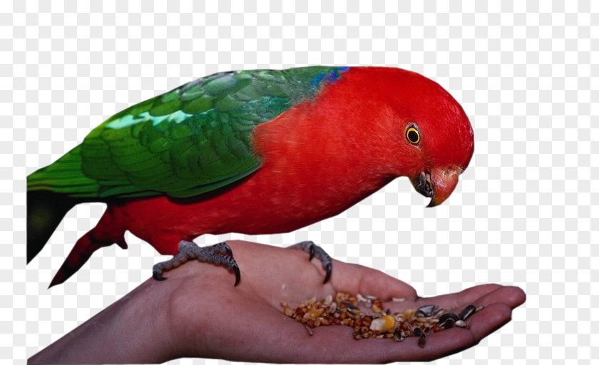 Parrot Bird Perroquet Animal PNG