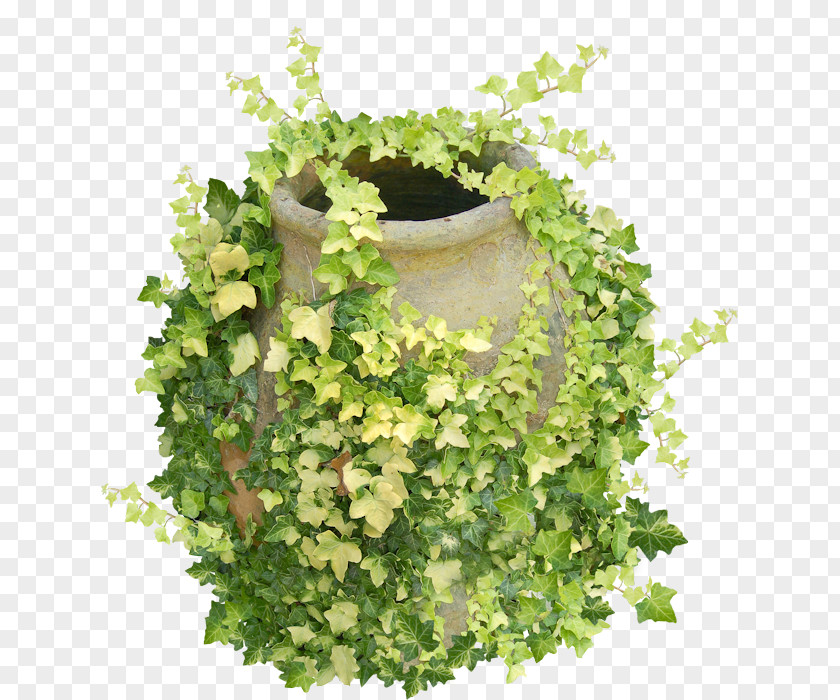 Plant Common Ivy Vine Houseplant Hedera Hibernica PNG