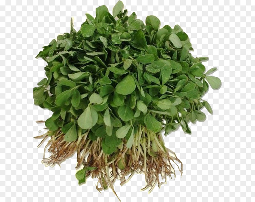 Coriander Fenugreek Indian Cuisine Ghormeh Sabzi Callaloo Leaf Vegetable PNG