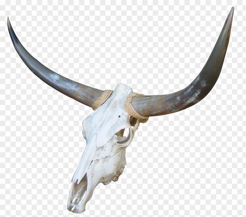 Goat Skull Cow's Skull: Red, White, And Blue Cattle Bone PNG