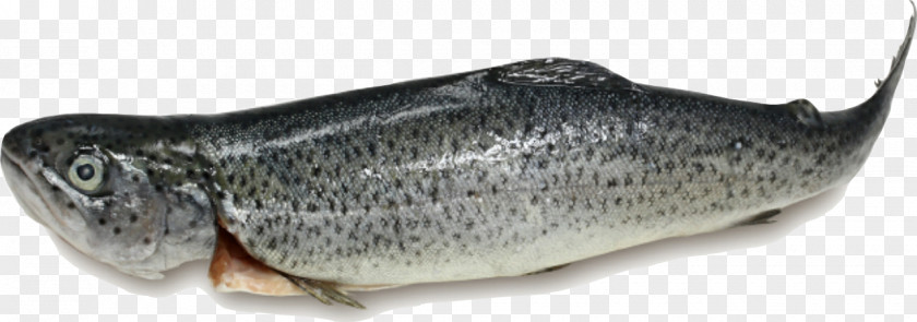 Good Fish Make Pills Salmon 09777 Meat Analogue Oily PNG