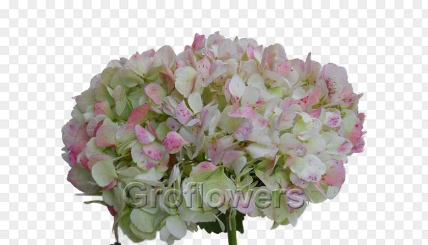 Pink Hydrangea Oakleaf French Green Rose PNG
