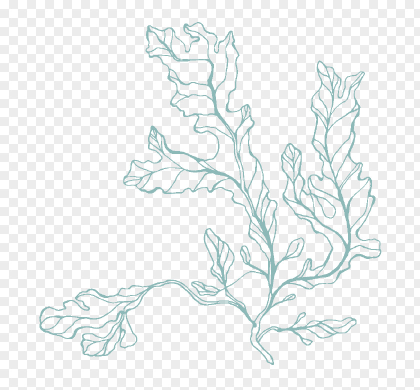 Seaweed Floral Design Graphics Sketch Art PNG