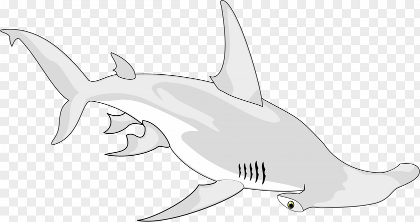 Shark Vertebrate Chondrichthyes Drawing Animal PNG