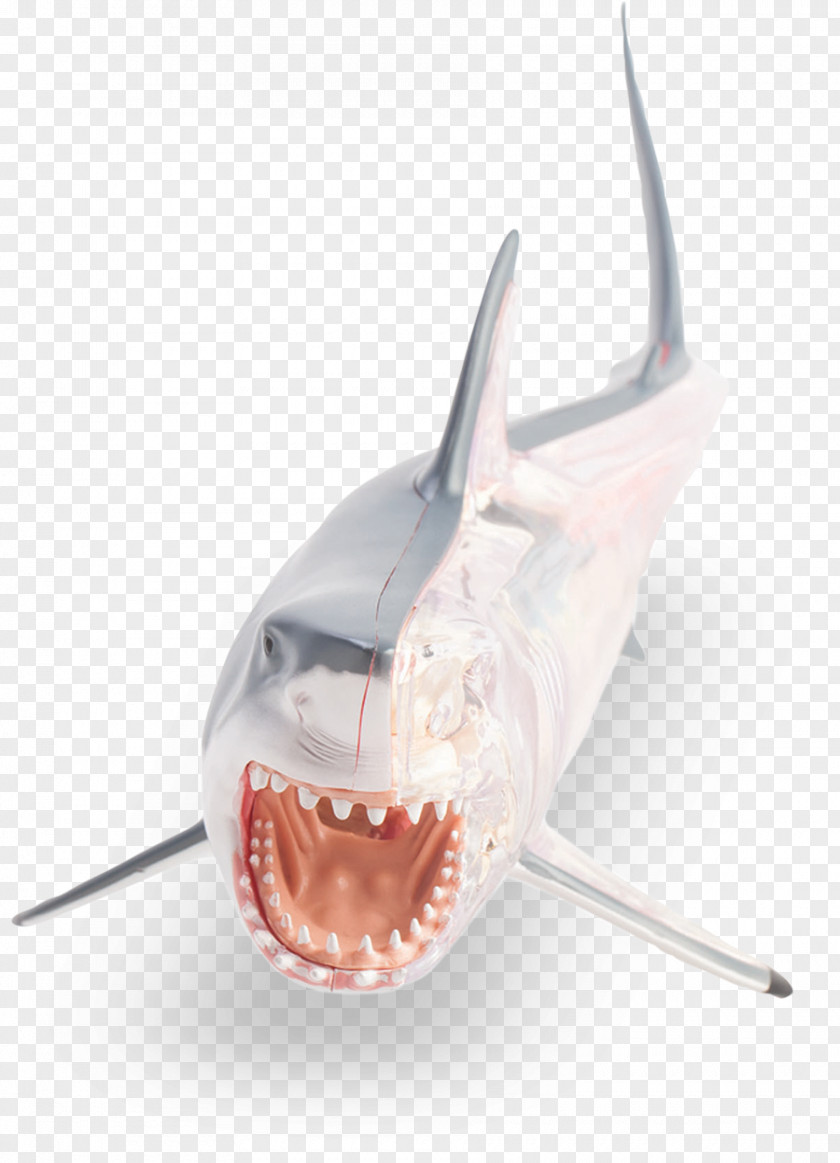 BABY SHARK Great White Shark Anatomy Fish PNG
