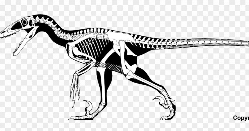Dinosaur Deinonychus Velociraptor Spinosaurus Allosaurus Dilophosaurus PNG