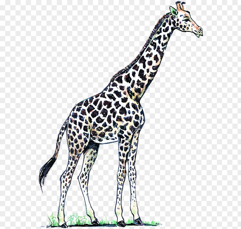 Giraffe Giraffidae Wildlife Image Adobe Photoshop Color Northern PNG