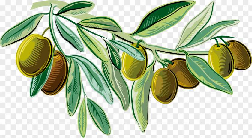 Green Delicious Olives Mediterranean Cuisine Italian Olive Oil Illustration PNG