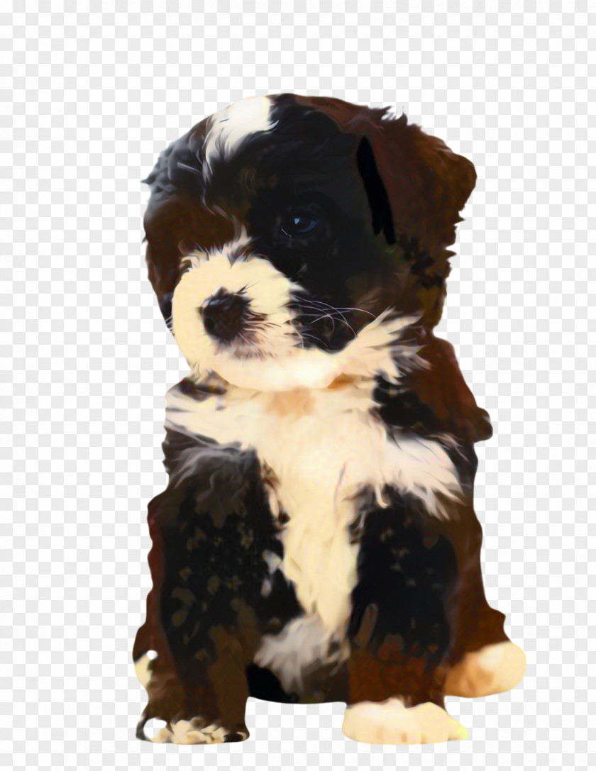 Toy Dog Border Collie Cute PNG