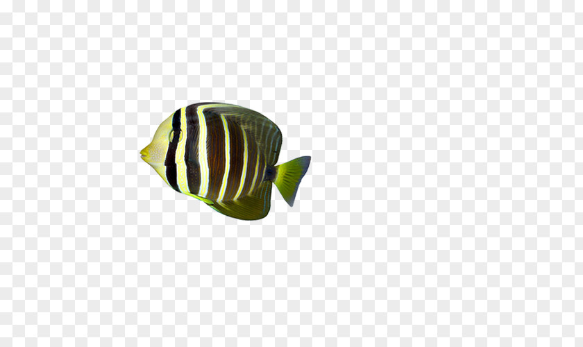 Fish Leaf Tropical Pattern PNG