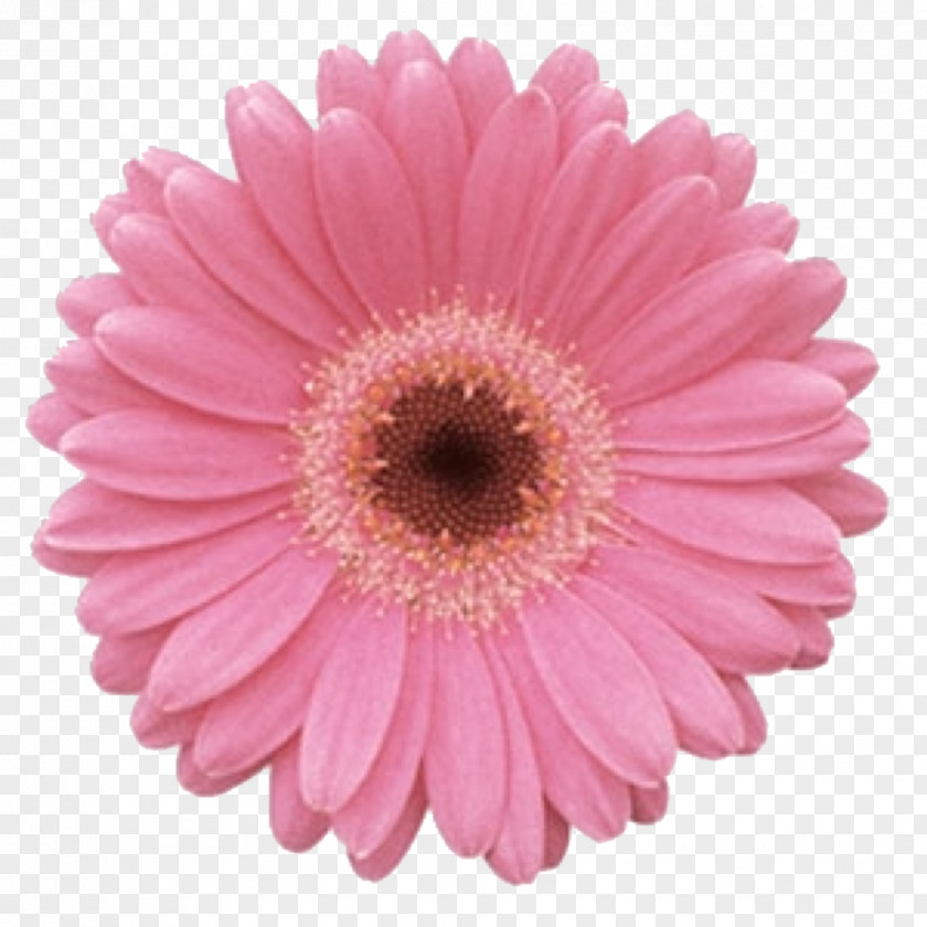 Gerbera Transvaal Daisy Flower Common Rose Color PNG