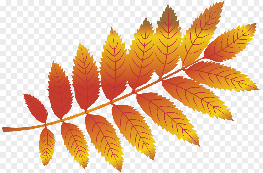 Autumn Leaves Vector Material Free Pull Effect Leaf PNG