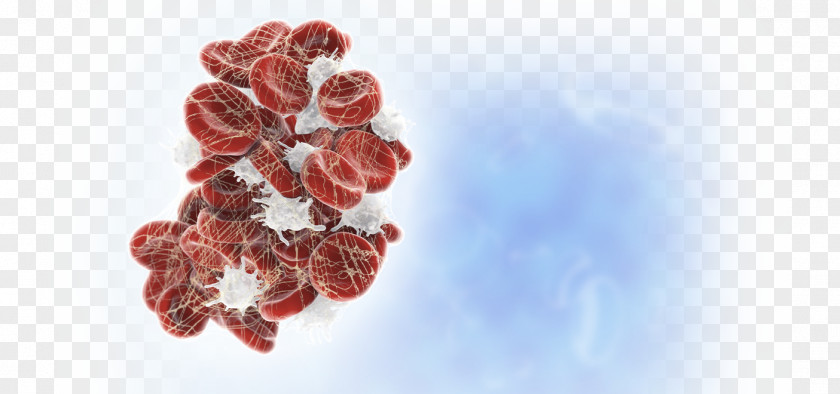 Clinic Coagulation Hemostasis Platelet Cell Blood Vessel PNG