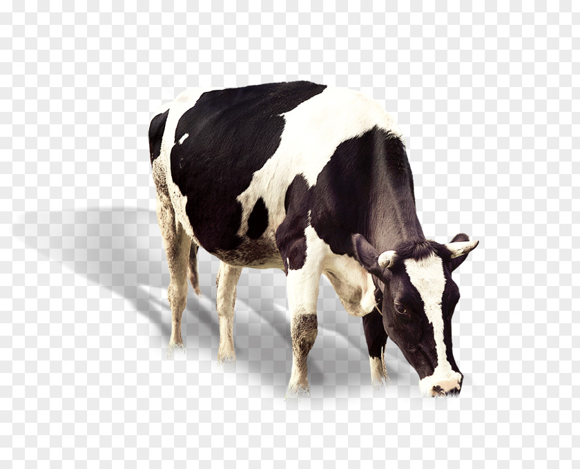 Dairy Cow Cattle Banana Flavored Milk Ox PNG