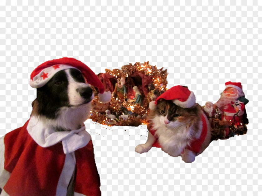 Puppy Dog Breed Border Collie Christmas Ornament Rough PNG