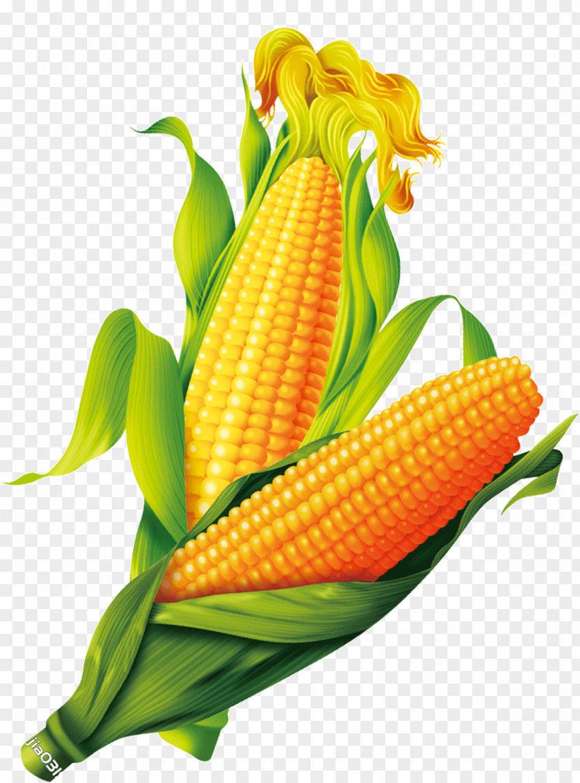 Corn On The Cob Maize Gold PNG