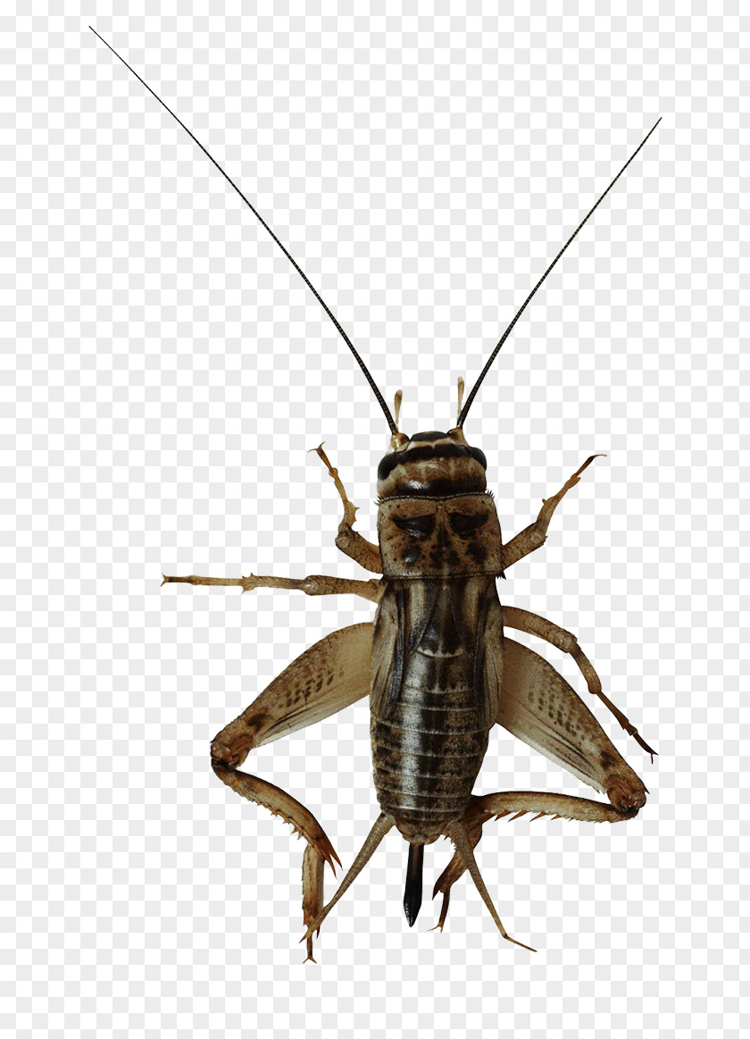 Cricket Insect Image File Formats PNG
