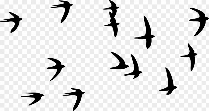 Flock Of Birds Swallow Bird Paper Tattoo PNG