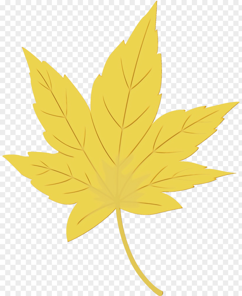 Flower Black Maple Leaf PNG