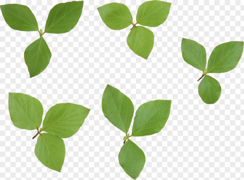 Green Leaves Look At Leaf Desktop Wallpaper Clip Art PNG