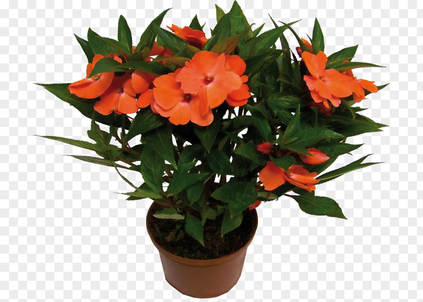 Monstera Houseplant Flower Impatiens Hawkeri Walleriana PNG
