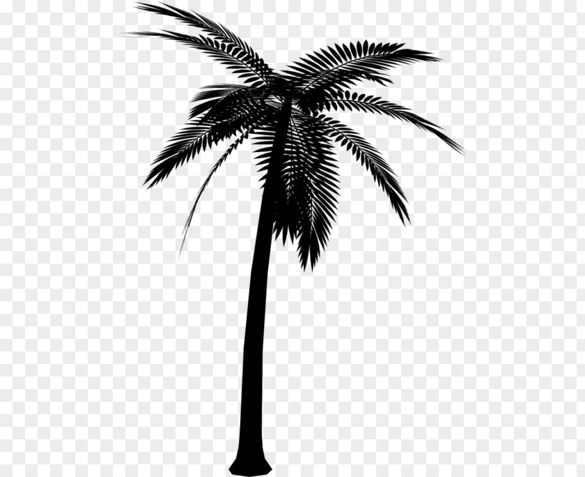 Vector Graphics Clip Art Palm Trees Silhouette PNG