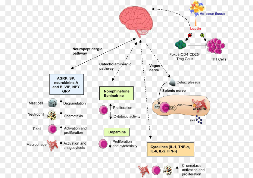 Brain Immune System Nervous Endocrine Immunity Anatomy PNG