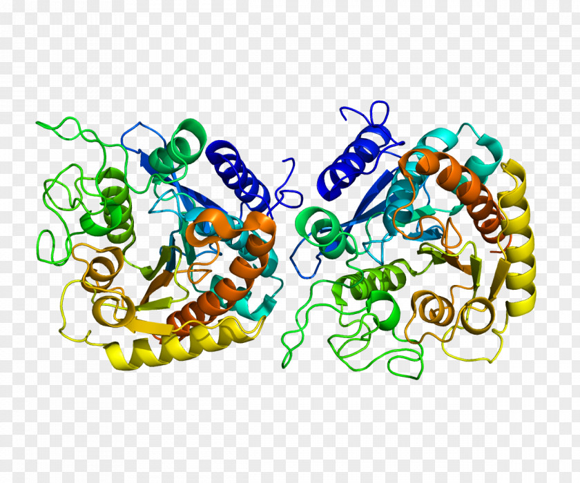 Carboxypeptidase Protease Protein Enzyme Hydrolysis PNG