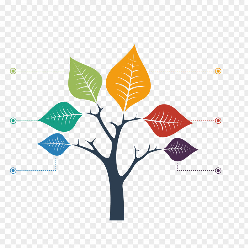 Color Maple Leaf Branch Tree Structure Chart Graph PNG