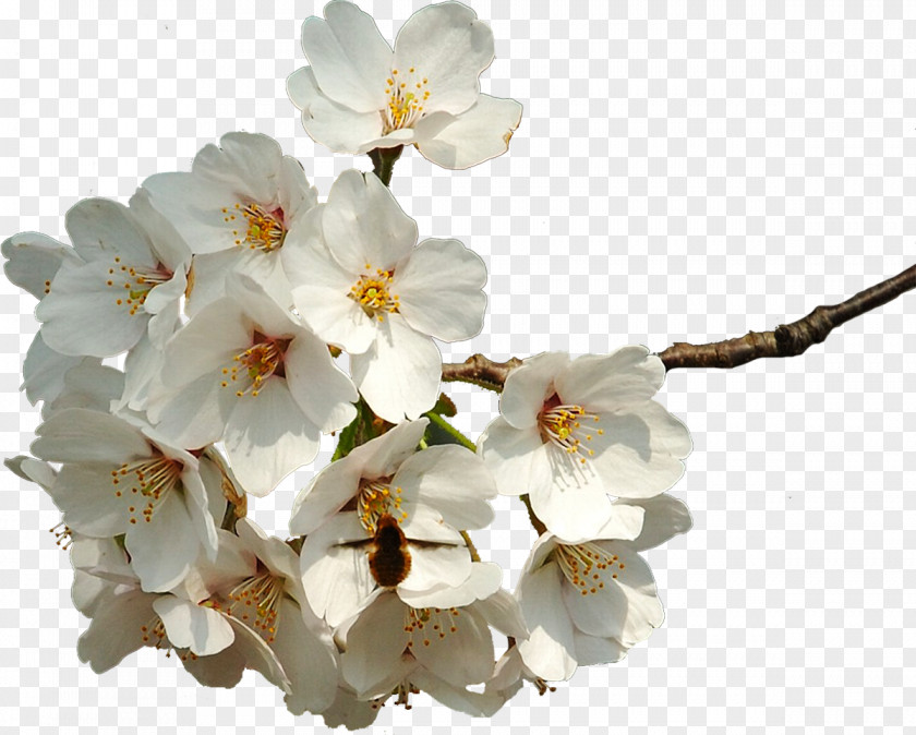 Flower Spring Petal Cherry Blossom PNG