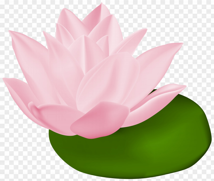 Pink Water Lily Transparent Clip Art Image Lilies Nelumbo Nucifera PNG
