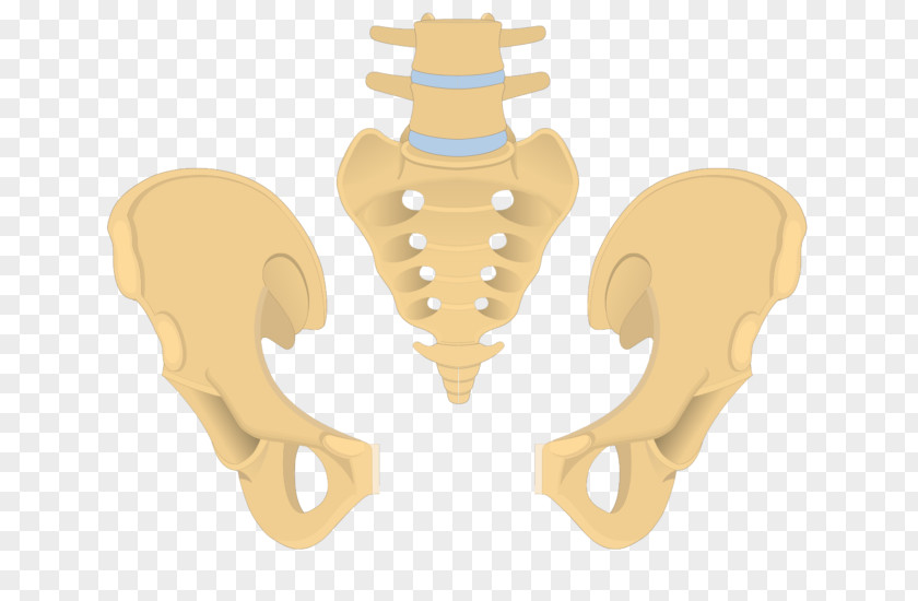 Sacrum Pubis Hip Bone Superior Pubic Ramus Obturator Foramen Inferior PNG