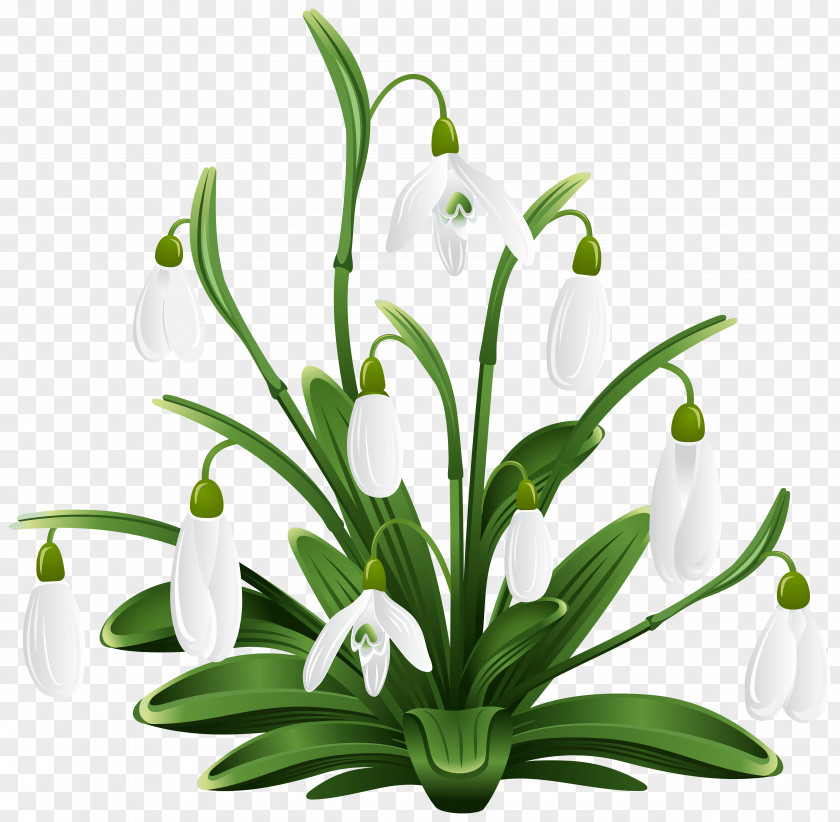 Snowdrop Royalty-free Photography Clip Art PNG