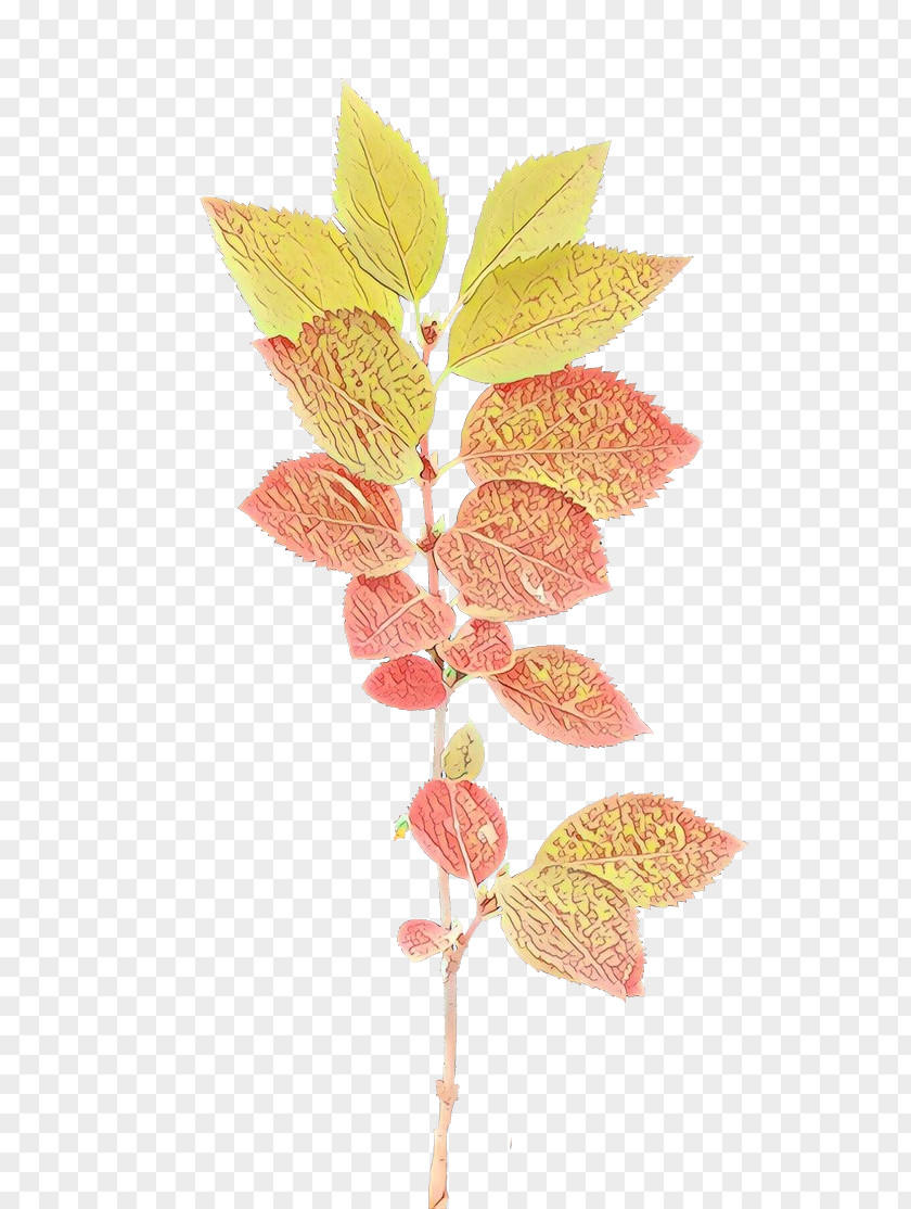 Twig Plant Stem Leaf Plants PNG