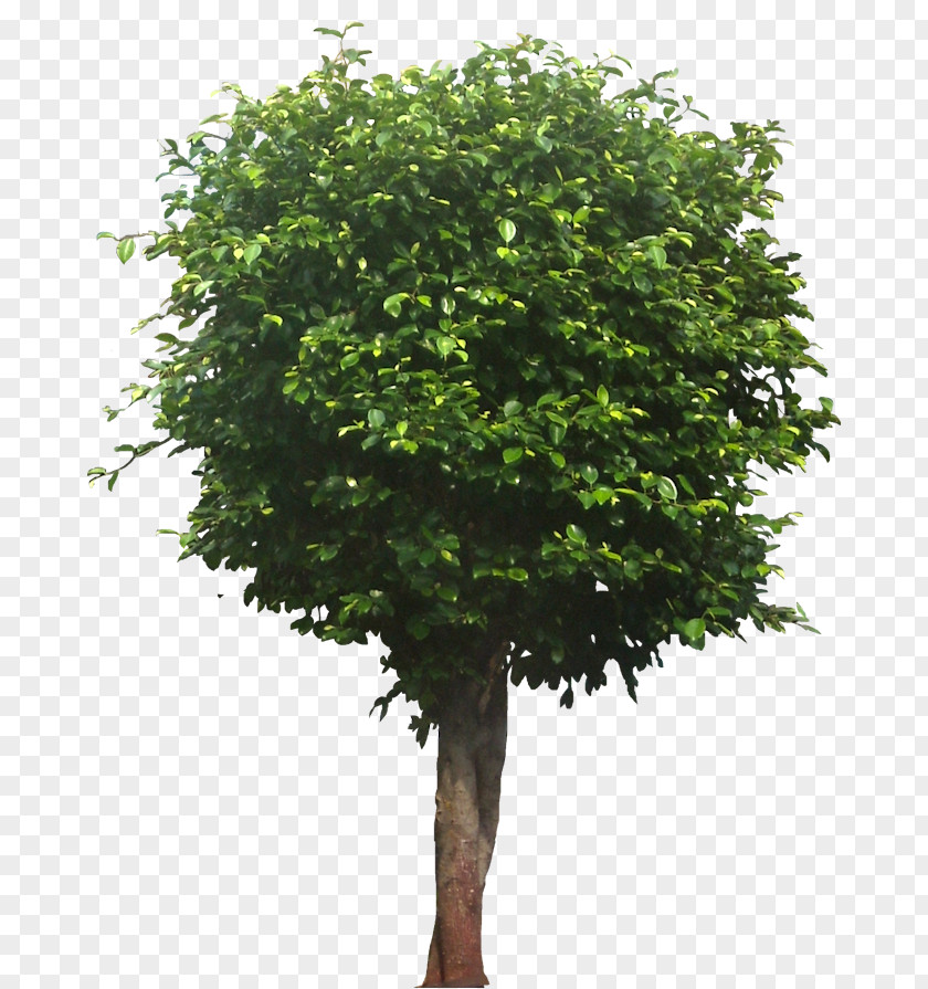 Arboles Tree Clip Art PNG