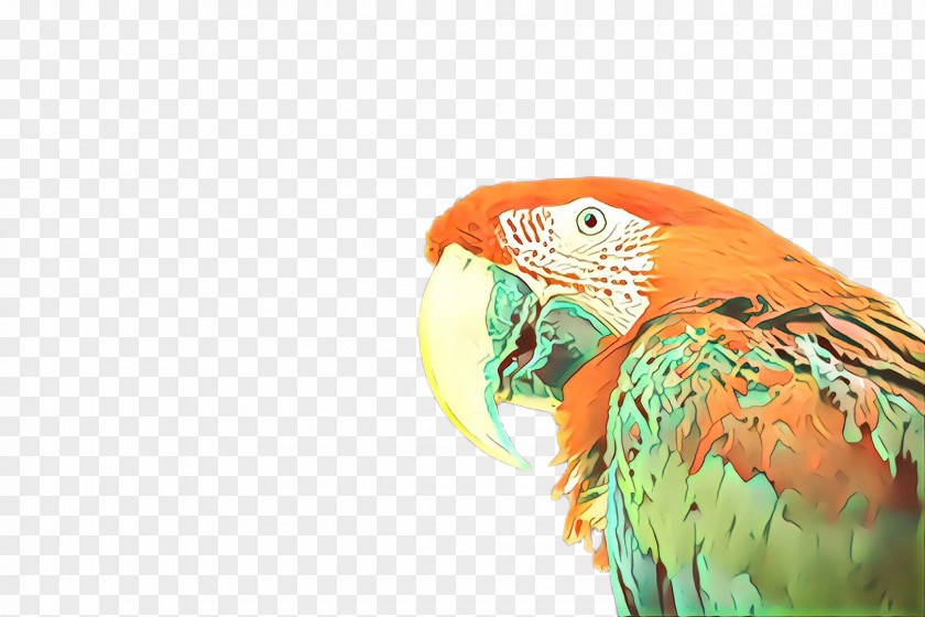 Budgie Parakeet Bird Macaw Parrot Beak PNG