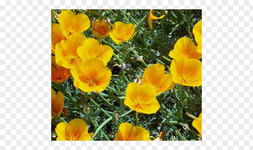 California Poppy Flowering Plant Annual PNG