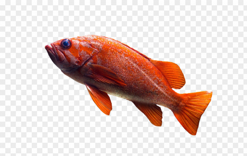 Fish IN Water Common Goldfish Telescope Aquarium PNG