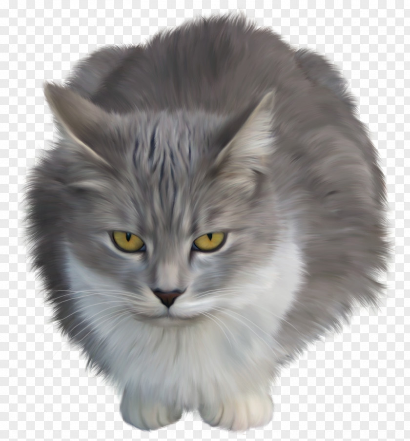 Kitten Maine Coon Horse PNG