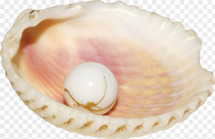 Pearl Shell Seashell Conch Clip Art PNG