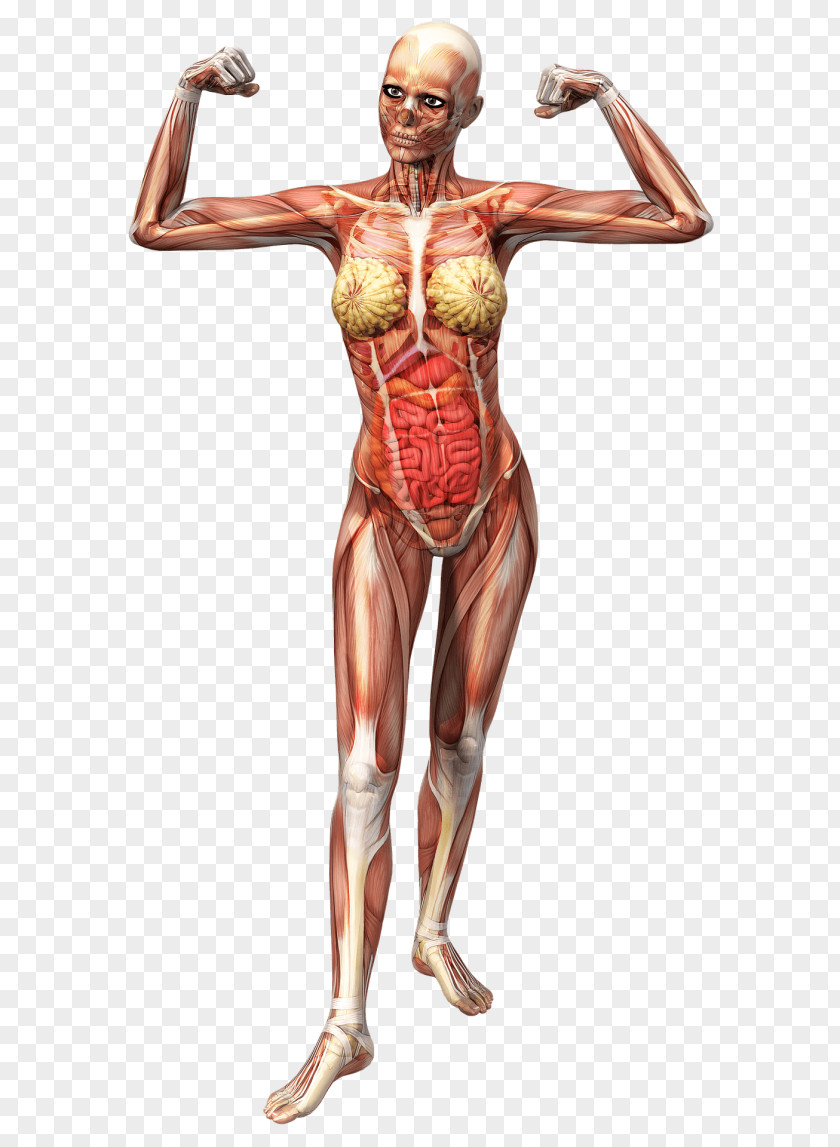 T-shirt Anatomy Human Body Skeleton Fascia PNG
