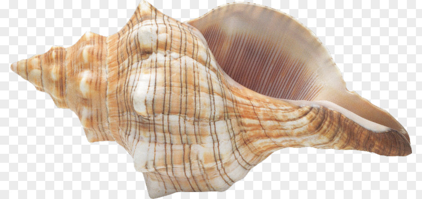 Conch Seashell Digital Image Clip Art PNG