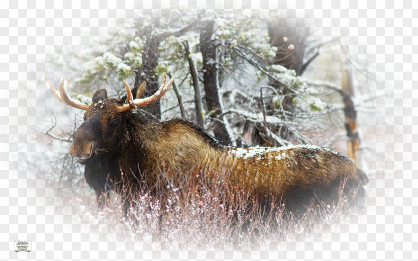 Deer Elk Père David's Desktop Wallpaper Moose PNG