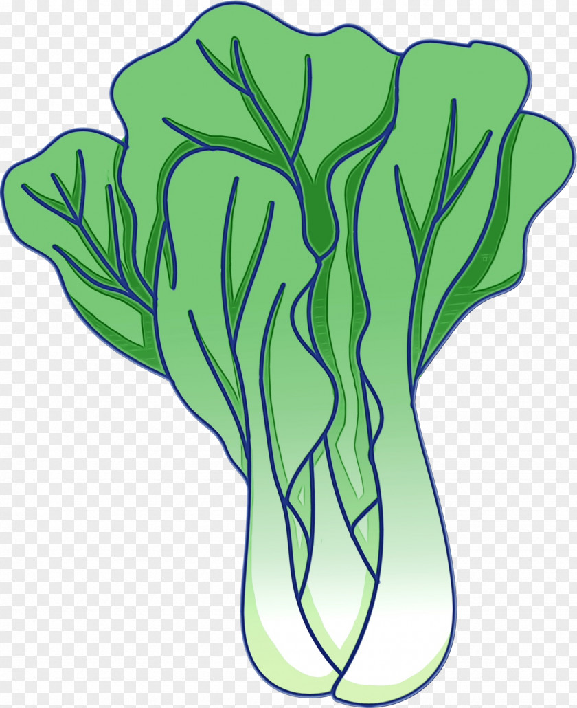 Plant Stem Cabbage Green Vegetable Leaf PNG
