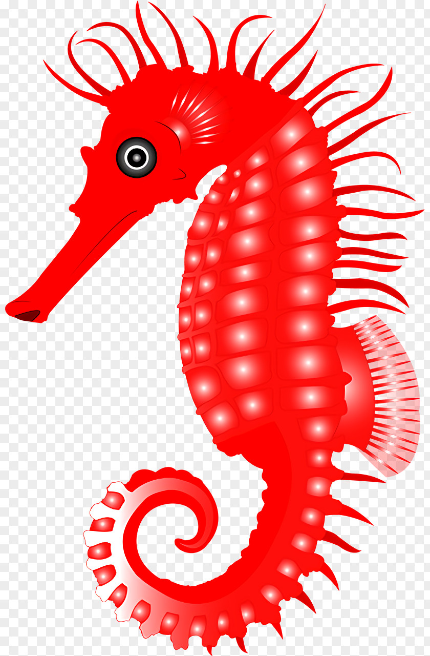 Seahorses Fish Area Geometry Biology PNG