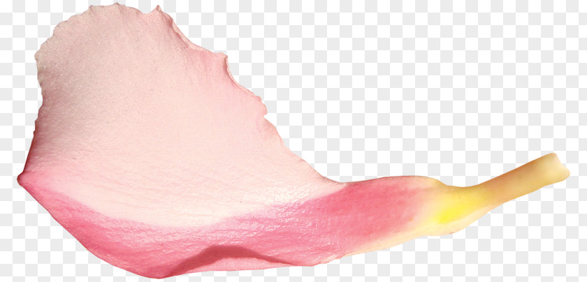 Creative Beautiful Petals Flying Petal Flower Transparency And Translucency Illustration PNG