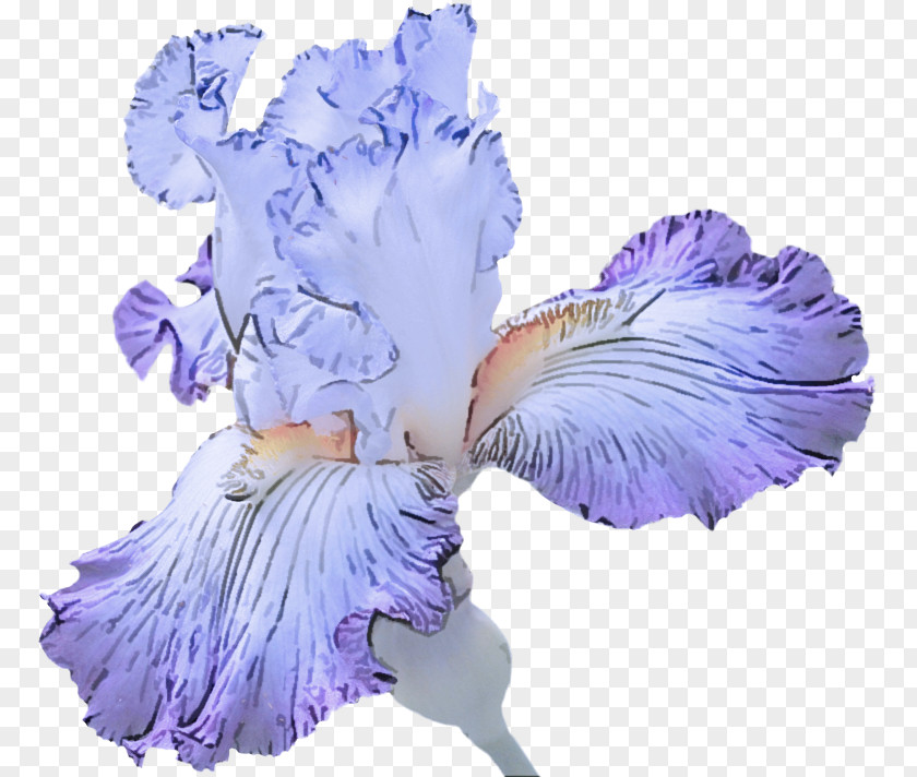 Cut Flowers Iris Family Lavender PNG