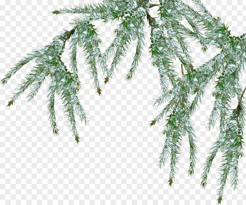 Fir-tree Tree Pine Branch Snow PNG