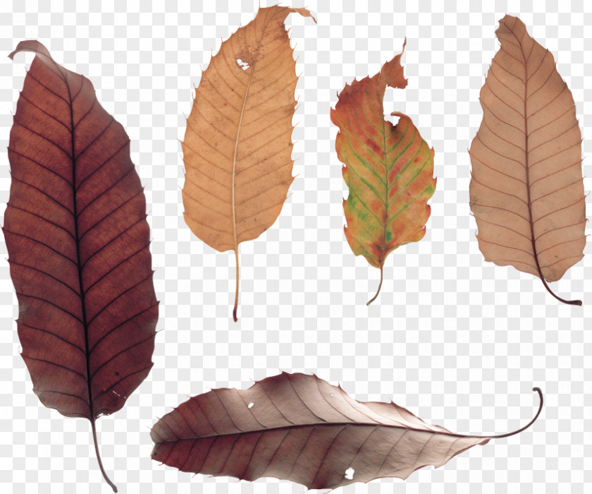 Leaf Adobe Photoshop Photography Clip Art PNG