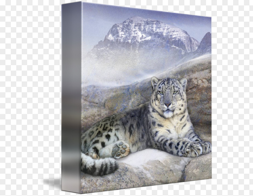 Leopard Snow Whiskers Gallery Wrap Canvas PNG